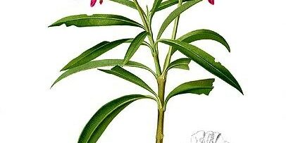 oleandro