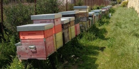 Pianosa – le arnie