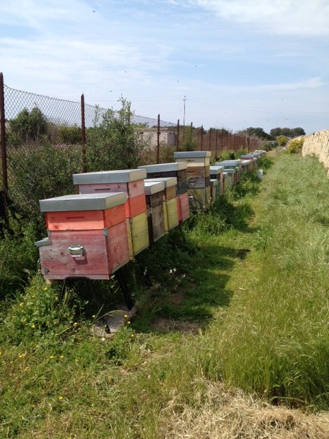 Pianosa – le arnie