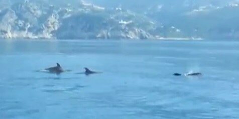 Osservatorio toscano cetacei capoliveri