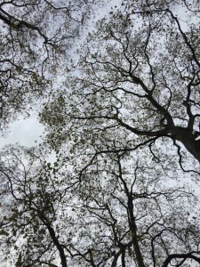 Festa degli alberi a Portoferraio