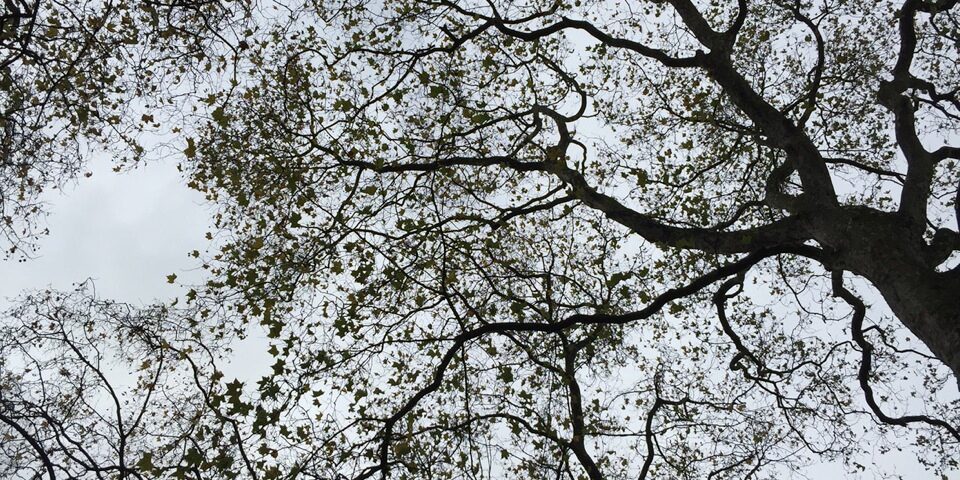 Festa degli alberi a Portoferraio