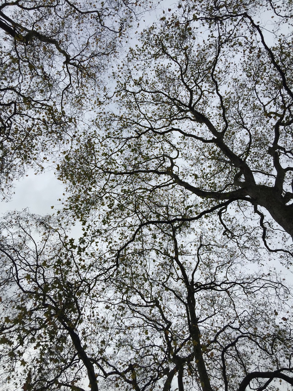 Festa degli alberi a Portoferraio