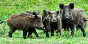 fc0088cd-9bc5-d33a-731c-66d3b7c3afcd