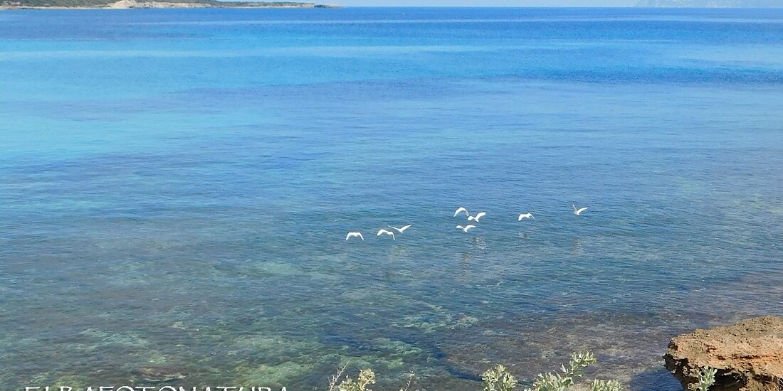 Aironi-Guardabuoi-Pianosa-foto-Marchese-2