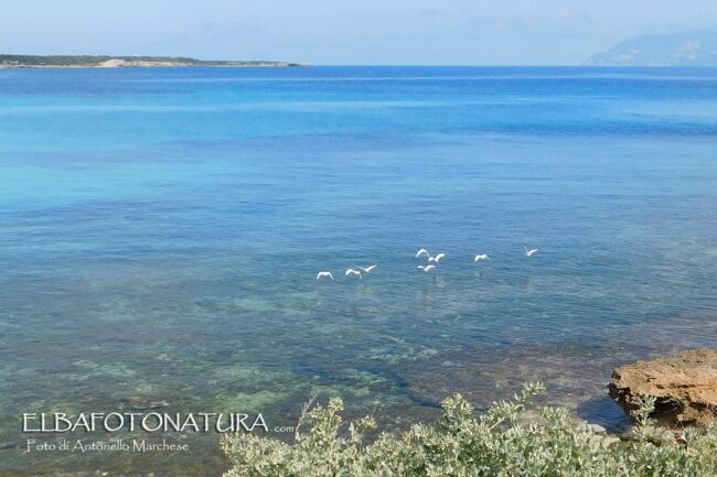 Aironi-Guardabuoi-Pianosa-foto-Marchese-2