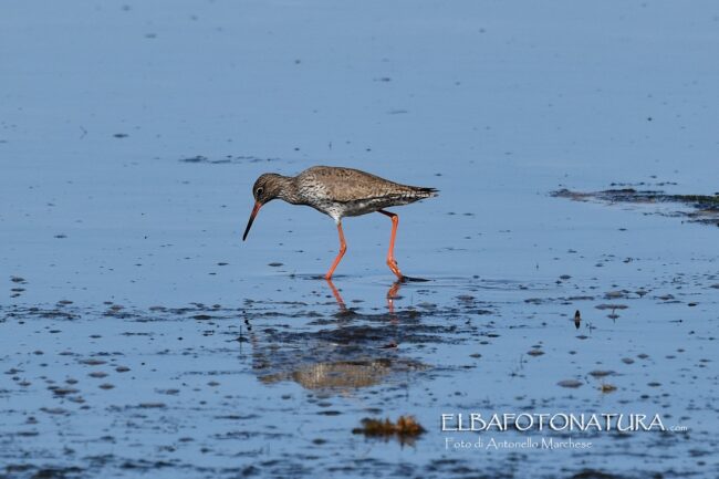 copertina-galleria-pettegola-di-Antonello-Marchese