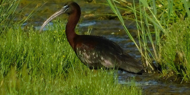 09-13-maggio-ibis-mignattaio-foto-marchese